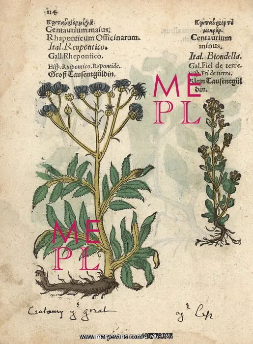  : Greater centaury, Centaurium majus, and common
