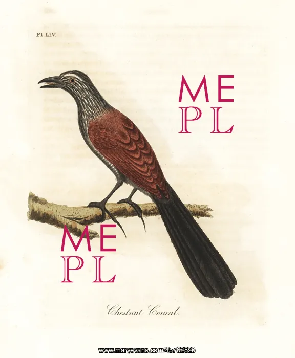 : Greater coucal, Centropus sinensis : Greater coucal, Centropus sinensis