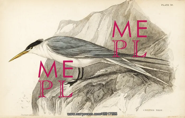 : Greater crested tern, Thalasseus bergii : Greater crested tern, Thalasseus bergii