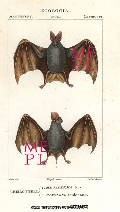 : Greater false vampire bat, Megaderma lyra : Greater false vampire bat, Megaderma lyra