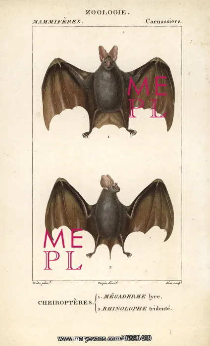 : Greater false vampire bat, Megaderma lyra : Greater false vampire bat, Megaderma lyra