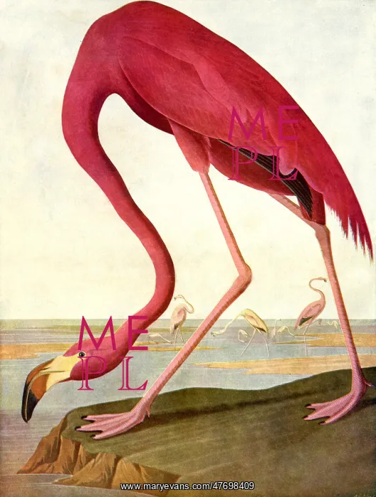  : Greater Flamingo