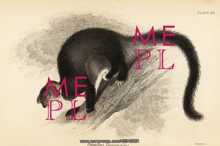 : Greater glider, Petauroides volans : Greater glider, Petauroides volans