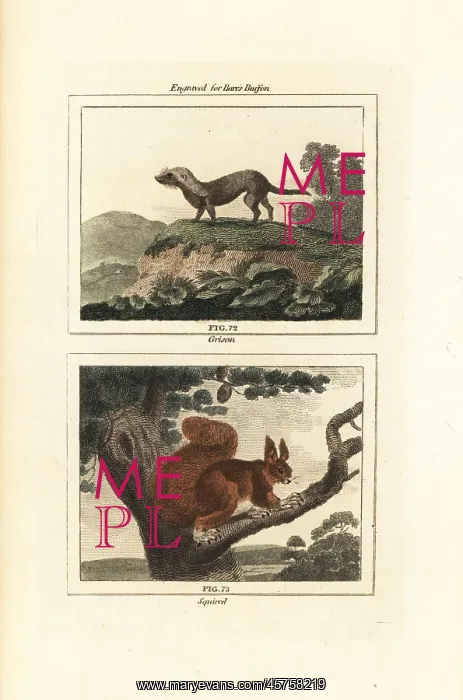 : Greater grison and red squirrel : Greater grison and red squirrel