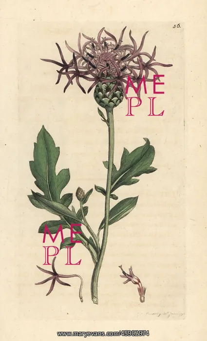 : Greater knapweed, Centaurea scabiosa : Greater knapweed, Centaurea scabiosa
