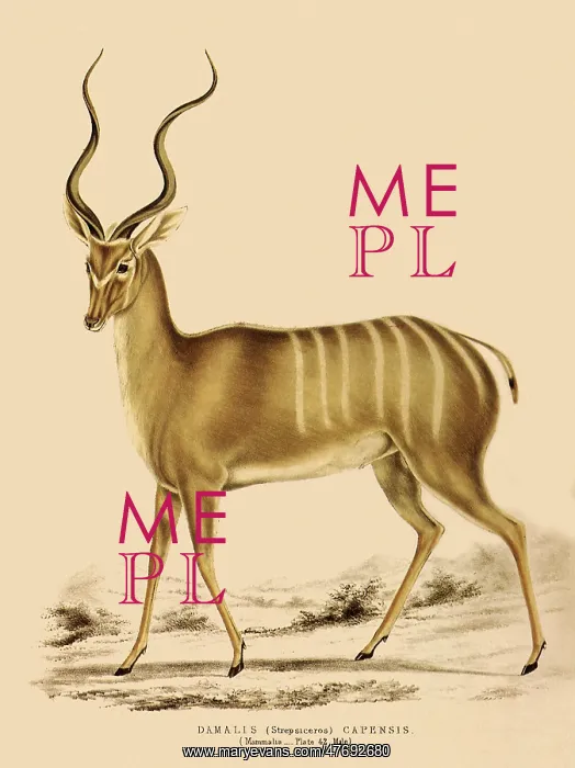 : Greater Kudu