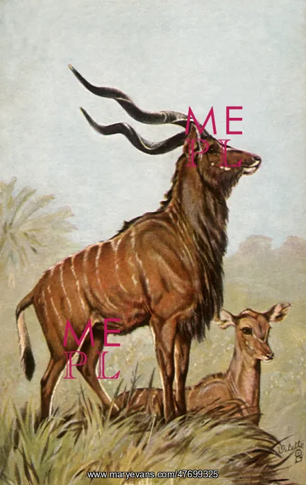  : Two Greater Kudu