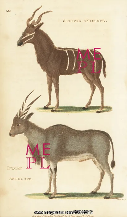 : Greater kudu and common eland : Greater kudu and common eland