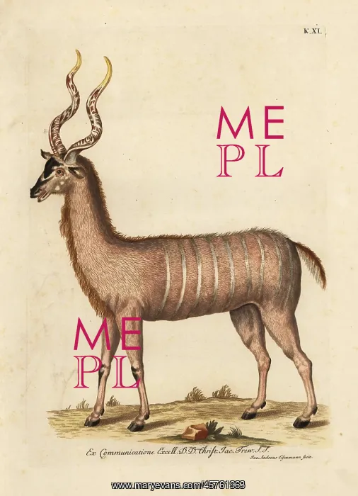 : Greater kudu, Tragelaphus strepsiceros : Greater kudu, Tragelaphus strepsiceros
