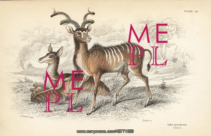 : Greater kudu, Tragelaphus strepsiceros : Greater kudu, Tragelaphus strepsiceros