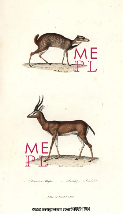 : Greater mouse-deer and Arabian gazelle : Greater mouse-deer and Arabian gazelle