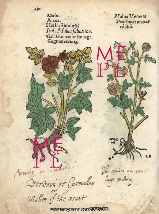 : Greater musk-mallow, Malva alcea : Greater musk-mallow, Malva alcea