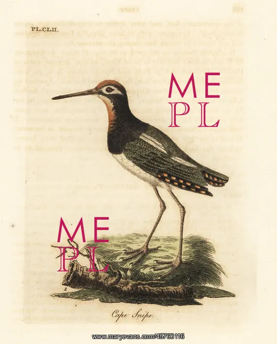 : Greater painted-snipe, Rostratula benghalensis : Greater painted-snipe, Rostratula benghalensis