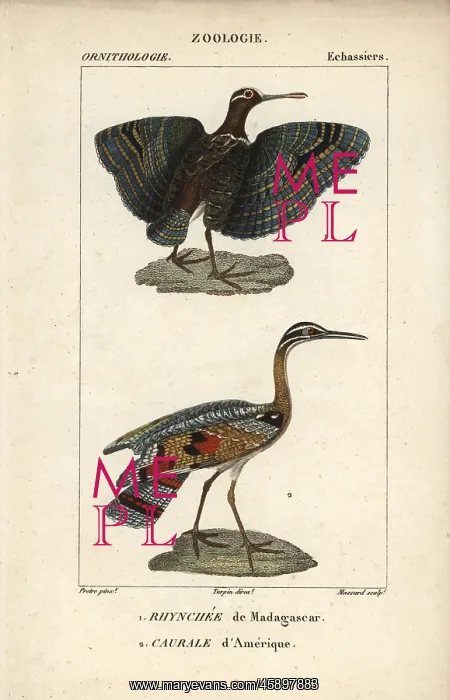 : Greater painted snipe, Rostratula benghalensis : Greater painted snipe, Rostratula benghalensis