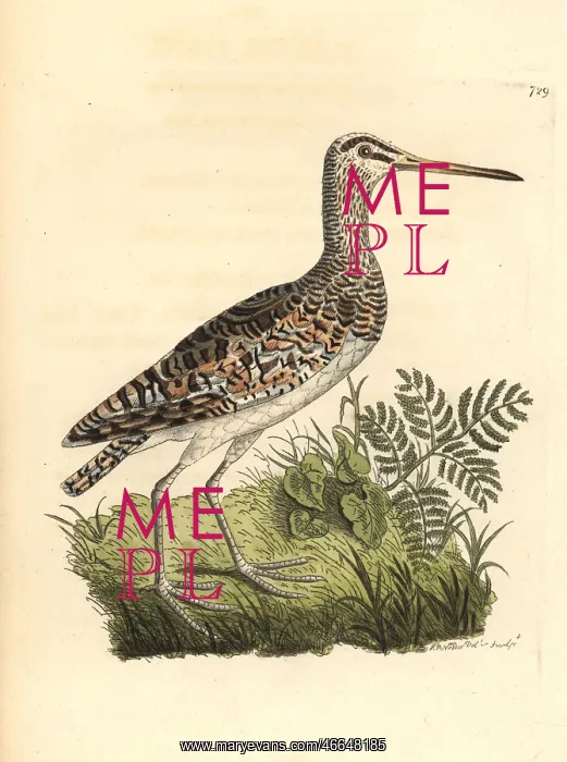 : Greater painted-snipe, Rostratula benghalensis : Greater painted-snipe, Rostratula benghalensis