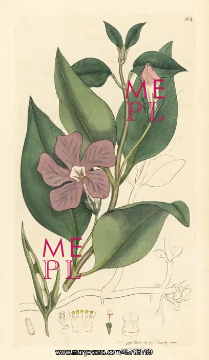 : Greater periwinkle, Vinca major : Greater periwinkle, Vinca major