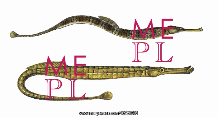 : Greater Pipefish and Broad-Nosed Pipefish : Greater Pipefish and Broad-Nosed Pipefish