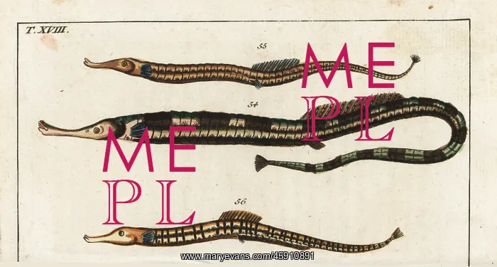 : Greater pipefish and Sargassum pipefish : Greater pipefish and Sargassum pipefish
