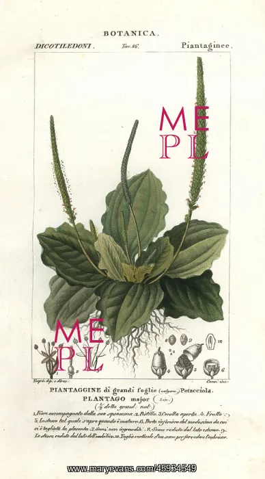 : Greater plantain, Plantago major : Greater plantain, Plantago major