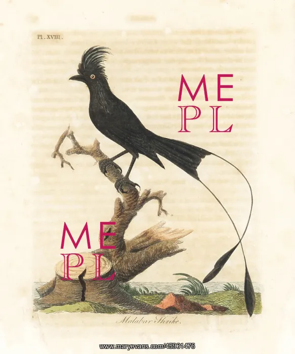 : Greater racket-tailed drongo, Dicrurus paradiseus : Greater racket-tailed drongo, Dicrurus paradiseus