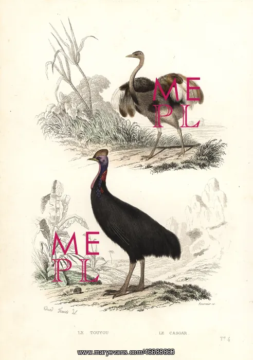 : Greater rhea and southern cassowary : Greater rhea and southern cassowary