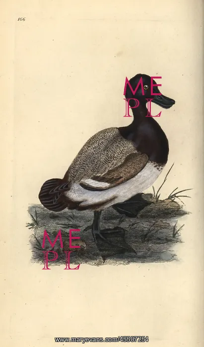 : Greater scaup duck, Aythya marila : Greater scaup duck, Aythya marila