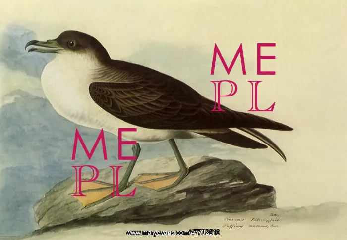  : Greater Shearwater