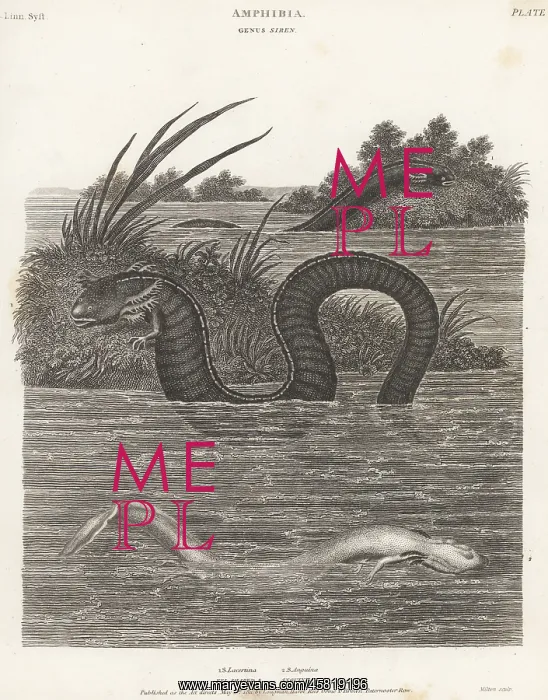 : Greater siren and olm : Greater siren and olm