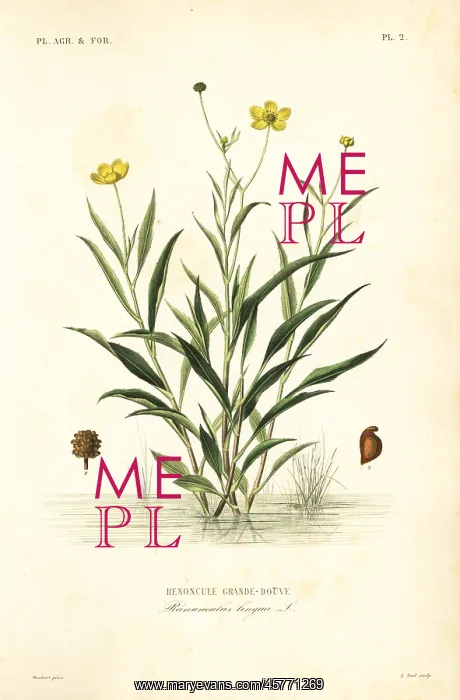 : Greater spearwort, Ranunculus lingua : Greater spearwort, Ranunculus lingua