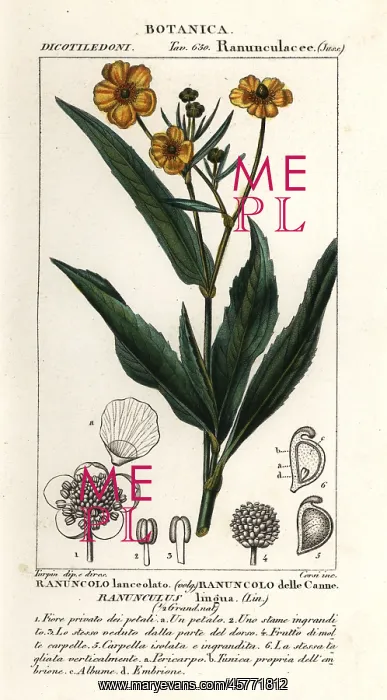 : Greater spearwort, Ranunculus lingua : Greater spearwort, Ranunculus lingua