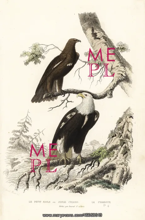  : Greater spotted eagle and bald eagle