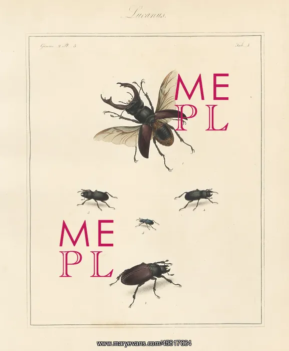 : Greater stag beetle, lesser stag beetle, etc : Greater stag beetle, lesser stag beetle, etc