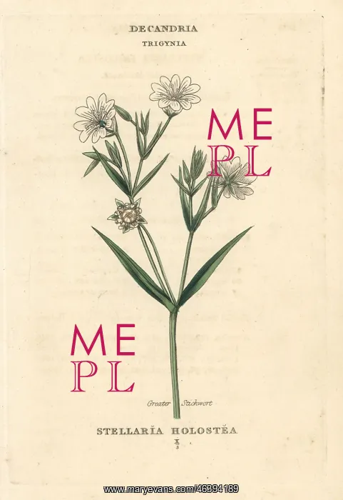 : Greater stitchwort, Stellaria holostea : Greater stitchwort, Stellaria holostea