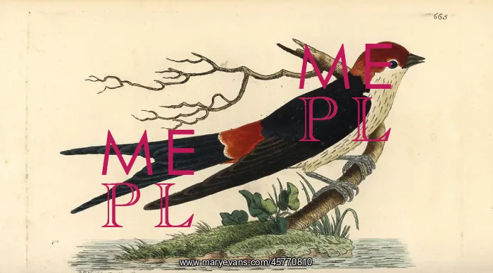: Greater striped swallow, Hirundo cucullata : Greater striped swallow, Hirundo cucullata