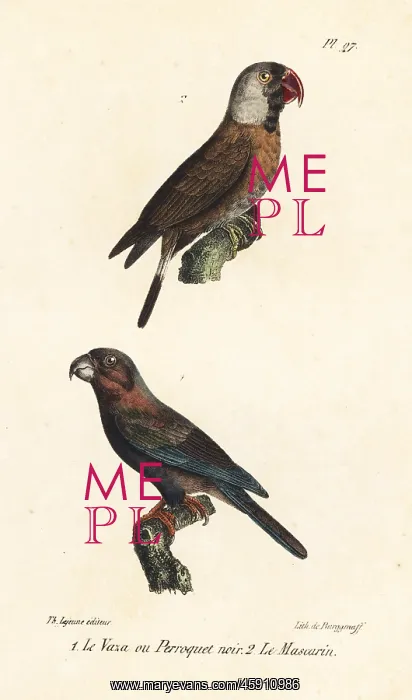 : Greater vasa parrot and mascarene parrot : Greater vasa parrot and mascarene parrot