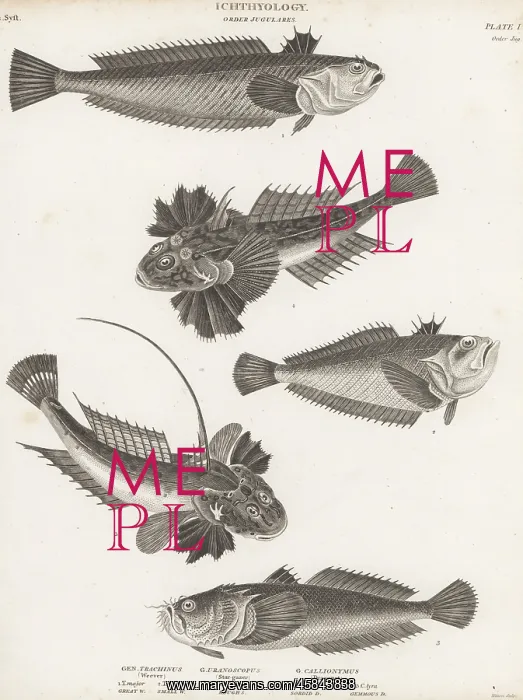 : Greater weever, Atlantic stargazer and dragonet fish : Greater weever, Atlantic stargazer and dragonet fish