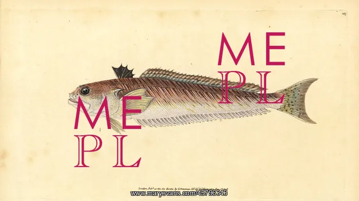 : Greater weever, Trachinus draco : Greater weever, Trachinus draco