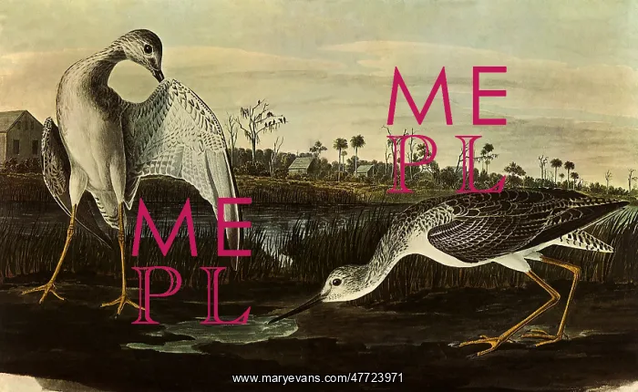 : Greater Yellowlegs, Totanus melanoleucus : Greater Yellowlegs, Totanus melanoleucus