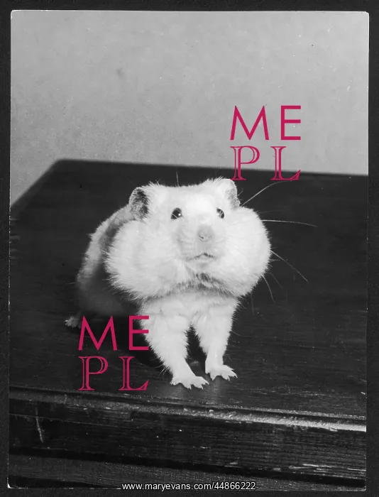  : GREEDY HAMSTER