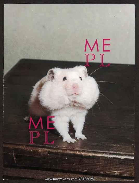 : GREEDY HAMSTER : GREEDY HAMSTER