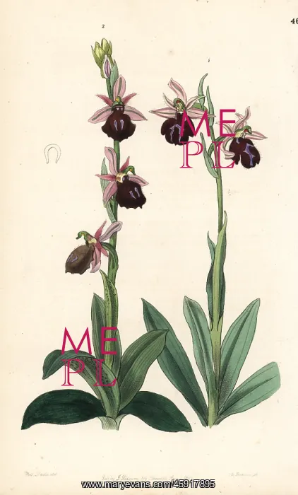 : Greek orchids : Greek orchids