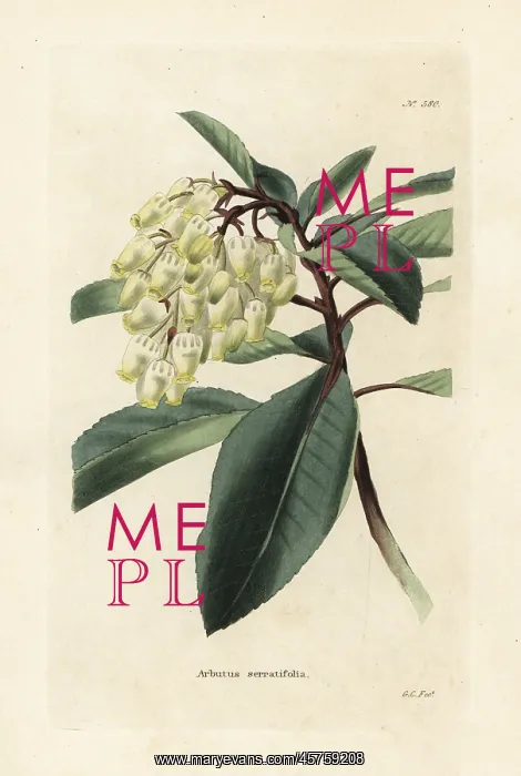 : Greek strawberry tree, Arbutus andrachne : Greek strawberry tree, Arbutus andrachne