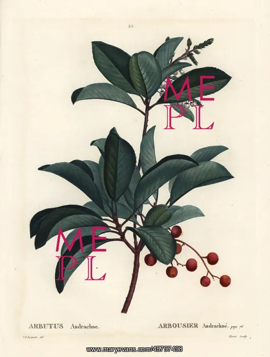 : Greek strawberry tree, Arbutus andrachne : Greek strawberry tree, Arbutus andrachne