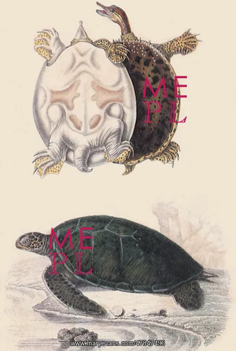 : A Greek Tortoise and a Box Tortoise : A Greek Tortoise and a Box Tortoise