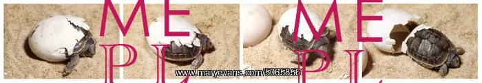 : Greek Tortoise Hatching, Testudo graeca : Greek Tortoise Hatching, Testudo graeca