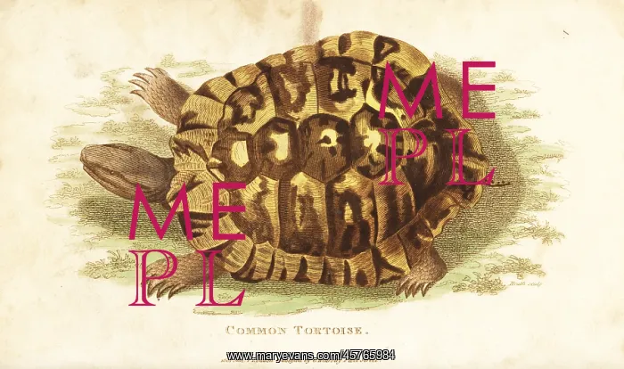: Greek tortoise, Testudo graeca : Greek tortoise, Testudo graeca