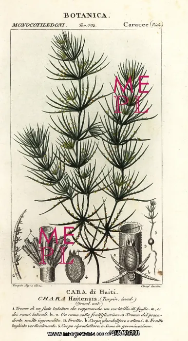 : Green algae, Chara haitensis : Green algae, Chara haitensis