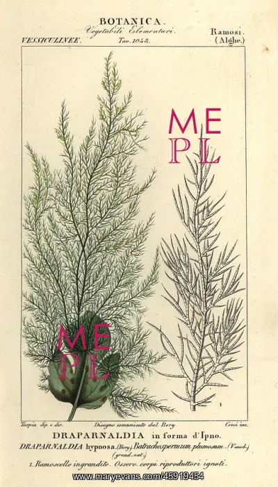 : Green algae, Draparnaldia hypnosis : Green algae, Draparnaldia hypnosis