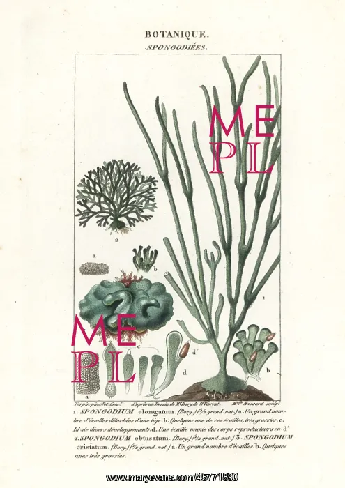 : Green algae Spongodium species : Green algae Spongodium species