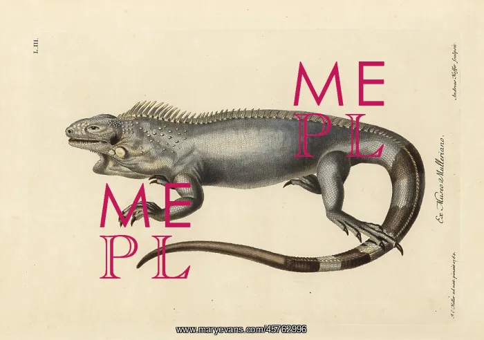 : Green or American iguana, Iguana iguana : Green or American iguana, Iguana iguana